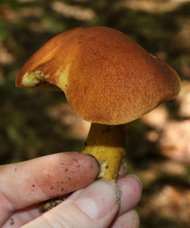 Aureoboletus roxanae Cap: Convex; dry; reddish brown<br />
Pores: Yellow; spongy; non-bruising<br />
Stem: Brownish orange; smooth<br />
Habitat: Growing against a rock in a mixed forest with mostly oak; also, lots of birch and eastern hemlock<br />
<figure class="photo"><a href="https://www.jungledragon.com/image/87745/aureoboletus_roxanae.html" title="Aureoboletus roxanae"><img src="https://s3.amazonaws.com/media.jungledragon.com/images/3232/87745_thumb.jpg?AWSAccessKeyId=05GMT0V3GWVNE7GGM1R2&Expires=1770854410&Signature=jiA0A0%2BRRA4GWaBTNweI2Sio9aA%3D" width="146" height="152" alt="Aureoboletus roxanae Cap: Convex; dry; reddish brown<br />
Pores: Yellow; spongy; non-bruising<br />
Stem: Brownish orange; smooth<br />
Habitat: Growing against a rock in a mixed forest with mostly oak; also, lots of birch and eastern hemlock<br />
https://www.jungledragon.com/image/87744/aureoboletus_roxanae.html<br />
https://www.jungledragon.com/image/87821/aureoboletus_roxanae.html<br />
https://www.jungledragon.com/image/87820/aureoboletus_roxanae.html Aureoboletus roxanae,Geotagged,Summer,United States,bolete,mushroom" /></a></figure><br />
<figure class="photo"><a href="https://www.jungledragon.com/image/87744/aureoboletus_roxanae.html" title="Aureoboletus roxanae"><img src="https://s3.amazonaws.com/media.jungledragon.com/images/3232/87744_thumb.jpg?AWSAccessKeyId=05GMT0V3GWVNE7GGM1R2&Expires=1770854410&Signature=MwlKqbkGZ0YE5UawH20SrWjanCs%3D" width="200" height="156" alt="Aureoboletus roxanae Cap: Convex; dry; reddish brown<br />
Pores: Yellow; spongy; non-bruising<br />
Stem: Brownish orange; smooth<br />
Habitat: Growing against a rock in a mixed forest with mostly oak; also, lots of birch and eastern hemlock<br />
https://www.jungledragon.com/image/87745/mushroom_-_aureoboletus_sp.html<br />
https://www.jungledragon.com/image/87820/aureoboletus_roxanae.html<br />
https://www.jungledragon.com/image/87821/aureoboletus_roxanae.html Aureoboletus roxanae,Geotagged,Summer,United States,bolete,fungus,mushroom" /></a></figure><br />
<figure class="photo"><a href="https://www.jungledragon.com/image/87821/aureoboletus_roxanae.html" title="Aureoboletus roxanae"><img src="https://s3.amazonaws.com/media.jungledragon.com/images/3232/87821_thumb.jpg?AWSAccessKeyId=05GMT0V3GWVNE7GGM1R2&Expires=1770854410&Signature=J23Ng6akoiZyDVf4zRf7CGVVwiU%3D" width="200" height="160" alt="Aureoboletus roxanae Cap: Convex; dry; reddish brown<br />
Pores: Yellow; spongy; non-bruising<br />
Stem: Brownish orange; smooth<br />
Habitat: Growing against a rock in a mixed forest with mostly oak; also, lots of birch and eastern hemlock<br />
https://www.jungledragon.com/image/87820/aureoboletus_roxanae.html<br />
https://www.jungledragon.com/image/87744/aureoboletus_roxanae.html<br />
https://www.jungledragon.com/image/87745/mushroom_-_aureoboletus_sp.html Aureoboletus roxanae,Geotagged,Summer,United States" /></a></figure> Aureoboletus roxanae,Geotagged,Summer,United States