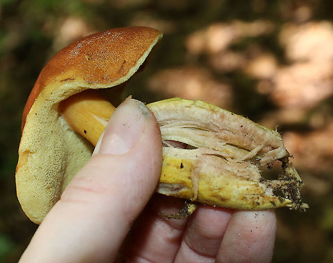 Aureoboletus roxanae Cap: Convex; dry; reddish brown
Pores: Yellow; spongy; non-bruising
Stem: Brownish orange; smooth
Habitat: Growing against a rock in a mixed forest with mostly oak; also, lots of birch and eastern hemlock
https://www.jungledragon.com/image/87820/aureoboletus_roxanae.html
https://www.jungledragon.com/image/87744/aureoboletus_roxanae.html
https://www.jungledragon.com/image/87745/mushroom_-_aureoboletus_sp.html Aureoboletus roxanae,Geotagged,Summer,United States