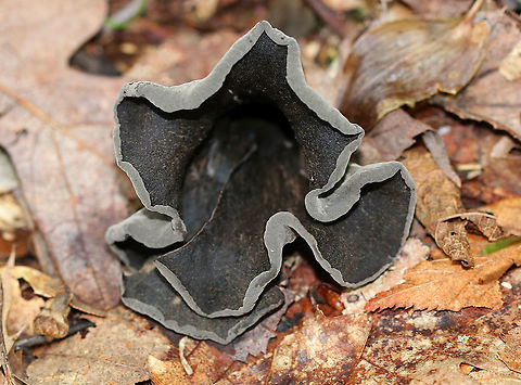 Black Trumpet - Craterellus fallax Fruiting bodies were vase-shaped, and the upper edges were rolled under. The upper surface was dark brownish black, and the under surface was gray, wrinkled, and had a whitish bloom.

Habitat: Deciduous forest. Black Trumpets,Craterellus,Craterellus fallax,Geotagged,Summer,United States