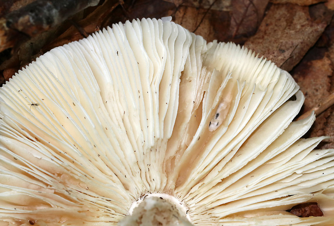 Mushroom - Amanita sp. Cap: Flat; irregular/wavy margin; bald; sticky; smooth margin; white<br />
Stem: Slightly tapered near apex; shaggy and white; bulbous base; no ring<br />
Gills: White; close/crowded<br />
Habitat: Growing on the ground under oak<br />
<br />
*the little specks are Collembola!<br />
<figure class="photo"><a href="https://www.jungledragon.com/image/87865/mushroom_-_amanita_sp.html" title="Mushroom - Amanita sp."><img src="https://s3.amazonaws.com/media.jungledragon.com/images/3232/87865_thumb.jpg?AWSAccessKeyId=05GMT0V3GWVNE7GGM1R2&Expires=1770854410&Signature=9Bzr6gvMHC5WBowUScB9CBzVwOw%3D" width="118" height="152" alt="Mushroom - Amanita sp. Cap: Flat; irregular/wavy margin; bald; sticky; smooth margin; white<br />
Stem: Slightly tapered near apex; shaggy and white; bulbous base; no ring<br />
Gills: White; close/crowded<br />
Habitat: Growing on the ground under oak<br />
https://www.jungledragon.com/image/87867/mushroom_-_amanita_sp.html<br />
https://www.jungledragon.com/image/87866/mushroom_-_amanita_sp.html Amanita,Geotagged,Summer,United States,fungus,mushroom,white mushroom" /></a></figure><br />
<figure class="photo"><a href="https://www.jungledragon.com/image/87867/mushroom_-_amanita_sp.html" title="Mushroom - Amanita sp."><img src="https://s3.amazonaws.com/media.jungledragon.com/images/3232/87867_thumb.jpg?AWSAccessKeyId=05GMT0V3GWVNE7GGM1R2&Expires=1770854410&Signature=HwuGBnw%2B2GtdQc2lzN%2BIdyTgfyo%3D" width="100" height="152" alt="Mushroom - Amanita sp. Cap: Flat; irregular/wavy margin; bald; sticky; smooth margin; white<br />
Stem: Slightly tapered near apex; shaggy and white; bulbous base; no ring<br />
Gills: White; close/crowded<br />
Habitat: Growing on the ground under oak<br />
https://www.jungledragon.com/image/87865/mushroom_-_amanita_sp.html<br />
https://www.jungledragon.com/image/87866/mushroom_-_amanita_sp.html Geotagged,Summer,United States" /></a></figure> Fungus,Geotagged,Summer,United States,amanita,mushroom