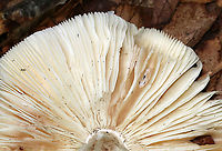 Mushroom - Amanita sp. Cap: Flat; irregular/wavy margin; bald; sticky; smooth margin; white<br />
Stem: Slightly tapered near apex; shaggy and white; bulbous base; no ring<br />
Gills: White; close/crowded<br />
Habitat: Growing on the ground under oak<br />
<br />
*the little specks are Collembola!<br />
https://www.jungledragon.com/image/87865/mushroom_-_amanita_sp.html<br />
https://www.jungledragon.com/image/87867/mushroom_-_amanita_sp.html Fungus,Geotagged,Summer,United States,amanita,mushroom