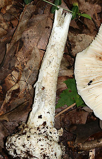 Mushroom - Amanita sp. Cap: Flat; irregular/wavy margin; bald; sticky; smooth margin; white
Stem: Slightly tapered near apex; shaggy and white; bulbous base; no ring
Gills: White; close/crowded
Habitat: Growing on the ground under oak
https://www.jungledragon.com/image/87865/mushroom_-_amanita_sp.html
https://www.jungledragon.com/image/87866/mushroom_-_amanita_sp.html Geotagged,Summer,United States