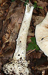 Mushroom - Amanita sp. Cap: Flat; irregular/wavy margin; bald; sticky; smooth margin; white<br />
Stem: Slightly tapered near apex; shaggy and white; bulbous base; no ring<br />
Gills: White; close/crowded<br />
Habitat: Growing on the ground under oak<br />
https://www.jungledragon.com/image/87865/mushroom_-_amanita_sp.html<br />
https://www.jungledragon.com/image/87866/mushroom_-_amanita_sp.html Geotagged,Summer,United States
