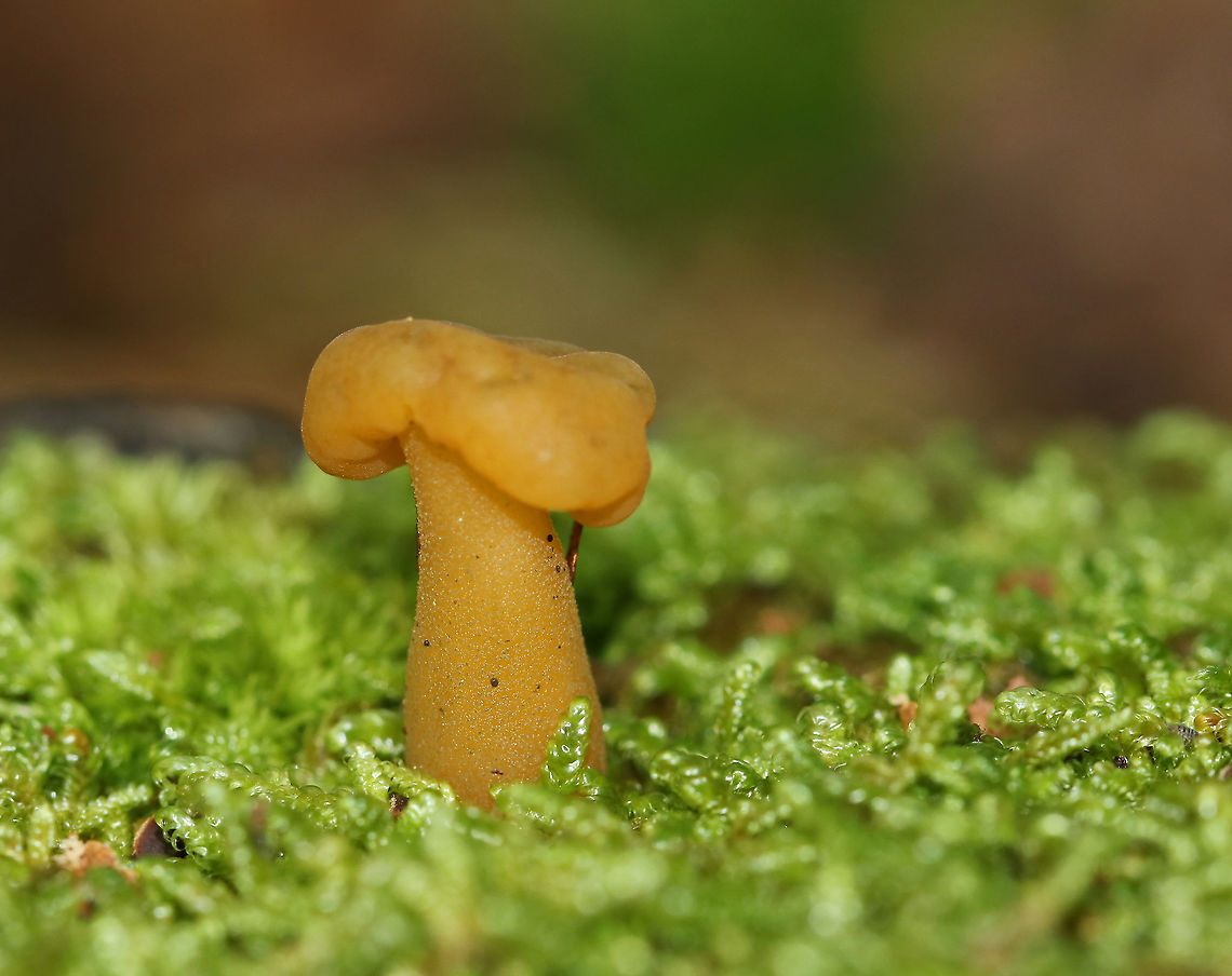 Jelly Baby - Leotia lubrica These small mushrooms have a very gelatinous/rubbery texture. The semi-translucent yellow cap was smooth and convoluted. Stems were yellow. Usually they are slimy, but this one was pretty dry.<br />
<br />
Habitat: Growing in moss beside a pond in a deciduous forest Geotagged,Jelly baby,Leotia lubrica,Summer,United States