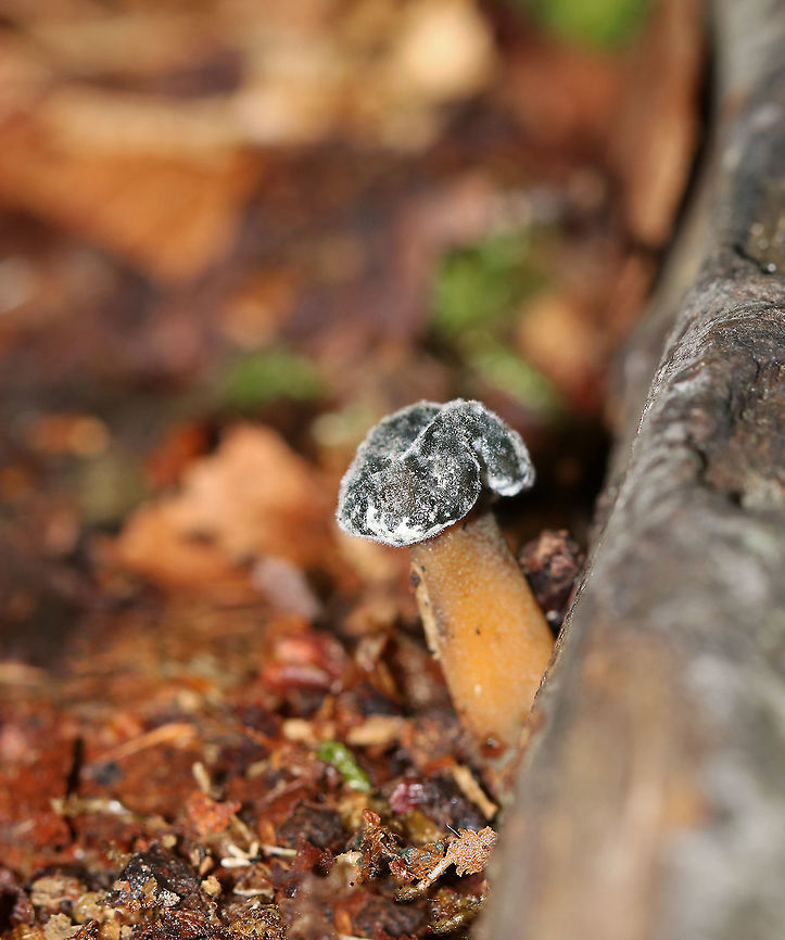 Mushroom - Jelly Baby (Leotia lubrica) or Chicken Lips (Leotia viscosa) <br />
Habitat: Growing on the ground in a deciduous forest Geotagged,Summer,United States,leotia