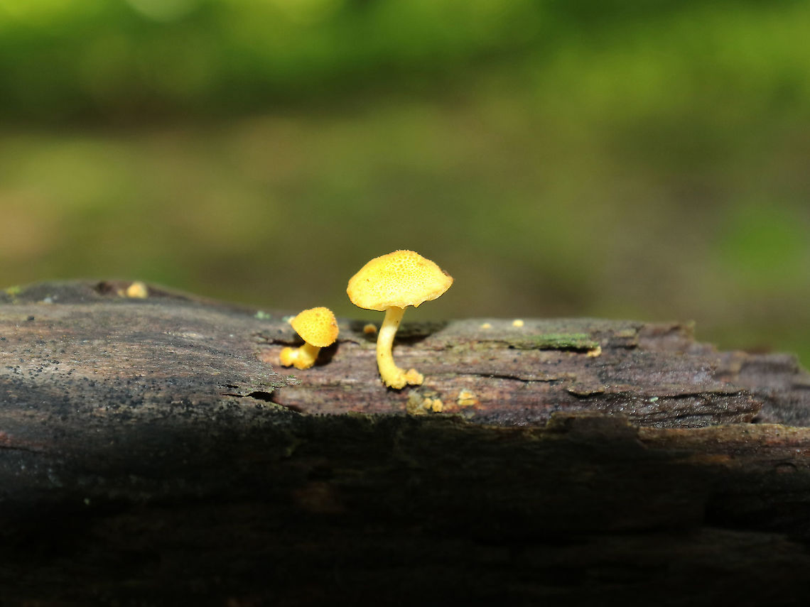 Golden-Scruffy Collybia - Cyptotrama asprata Sorry for the poor quality photos! These mushrooms were tiny &ndash; maybe 1 cm diameter caps.<br />
<br />
Cap: Yellow with some darker scales(?)<br />
Gills: Pale yellow; widely spaced; decurrent<br />
Stem: Curved; yellow; scaly<br />
Habitat: Growing on rotten wood in a mixed, but mostly deciduous forest with lots of oak<br />
<figure class="photo"><a href="https://www.jungledragon.com/image/87871/golden-scruffy_collybia_-_cyptotrama_asprata.html" title="Golden-Scruffy Collybia - Cyptotrama asprata"><img src="https://s3.amazonaws.com/media.jungledragon.com/images/3232/87871_thumb.jpg?AWSAccessKeyId=05GMT0V3GWVNE7GGM1R2&Expires=1767225610&Signature=w1HMNIvzYq9QoV6zymQI8aLxcRw%3D" width="200" height="166" alt="Golden-Scruffy Collybia - Cyptotrama asprata Sorry for the poor quality photos! These mushrooms were tiny &ndash; maybe 1 cm diameter caps.<br />
<br />
Cap: Yellow with some darker scales(?)<br />
Gills: Pale yellow; widely spaced; decurrent<br />
Stem: Curved; yellow; scaly<br />
Habitat: Growing on rotten wood in a mixed, but mostly deciduous forest with lots of oak<br />
https://www.jungledragon.com/image/87870/golden-scruffy_collybia_-_cyptotrama_asprata.html Cyptotrama asprata,Geotagged,Golden-scruffy collybia,Summer,United States" /></a></figure> Cyptotrama,Cyptotrama asprata,Geotagged,Golden-scruffy collybia,Summer,United States,fungus,mushroom,yellow mushrooms