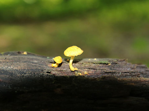 Golden-Scruffy Collybia - Cyptotrama asprata Sorry for the poor quality photos! These mushrooms were tiny – maybe 1 cm diameter caps.

Cap: Yellow with some darker scales(?)
Gills: Pale yellow; widely spaced; decurrent
Stem: Curved; yellow; scaly
Habitat: Growing on rotten wood in a mixed, but mostly deciduous forest with lots of oak
https://www.jungledragon.com/image/87871/golden-scruffy_collybia_-_cyptotrama_asprata.html Cyptotrama,Cyptotrama asprata,Geotagged,Golden-scruffy collybia,Summer,United States,fungus,mushroom,yellow mushrooms