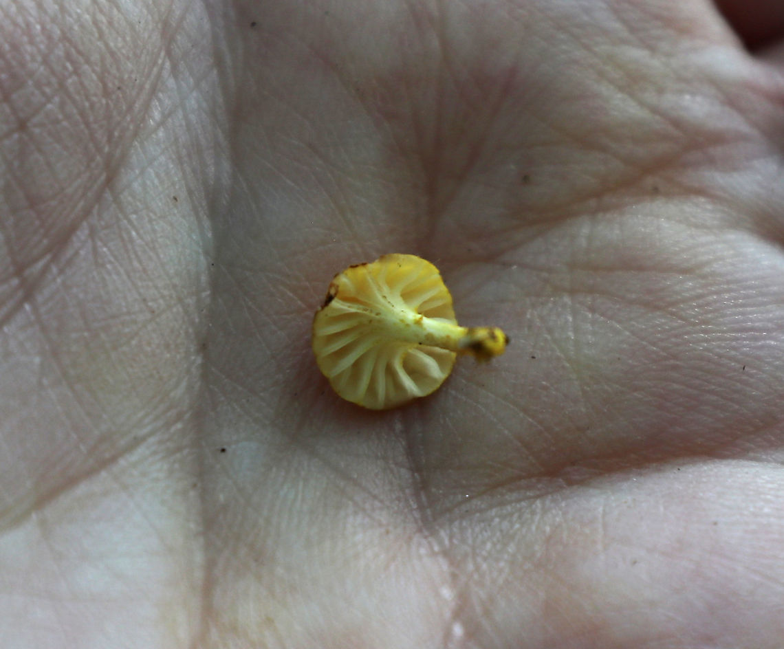 Golden-Scruffy Collybia - Cyptotrama asprata Sorry for the poor quality photos! These mushrooms were tiny &ndash; maybe 1 cm diameter caps.<br />
<br />
Cap: Yellow with some darker scales(?)<br />
Gills: Pale yellow; widely spaced; decurrent<br />
Stem: Curved; yellow; scaly<br />
Habitat: Growing on rotten wood in a mixed, but mostly deciduous forest with lots of oak<br />
<figure class="photo"><a href="https://www.jungledragon.com/image/87870/golden-scruffy_collybia_-_cyptotrama_asprata.html" title="Golden-Scruffy Collybia - Cyptotrama asprata"><img src="https://s3.amazonaws.com/media.jungledragon.com/images/3232/87870_thumb.jpg?AWSAccessKeyId=05GMT0V3GWVNE7GGM1R2&Expires=1759968010&Signature=V8wWLwT5W4HH0GOKKR605Bvk4Kw%3D" width="200" height="150" alt="Golden-Scruffy Collybia - Cyptotrama asprata Sorry for the poor quality photos! These mushrooms were tiny &ndash; maybe 1 cm diameter caps.<br />
<br />
Cap: Yellow with some darker scales(?)<br />
Gills: Pale yellow; widely spaced; decurrent<br />
Stem: Curved; yellow; scaly<br />
Habitat: Growing on rotten wood in a mixed, but mostly deciduous forest with lots of oak<br />
https://www.jungledragon.com/image/87871/golden-scruffy_collybia_-_cyptotrama_asprata.html Cyptotrama,Cyptotrama asprata,Geotagged,Golden-scruffy collybia,Summer,United States,fungus,mushroom,yellow mushrooms" /></a></figure> Cyptotrama asprata,Geotagged,Golden-scruffy collybia,Summer,United States