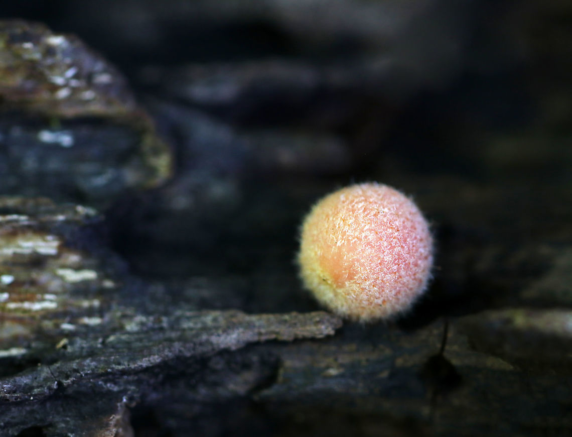 Wolf's Milk - Lycogala epidendrum This lovely slime was pink and fuzzy.<br />
<br />
Habitat: Rotting wood Geotagged,Lycogala epidendrum,Summer,United States,Wolf's milk,slime mold