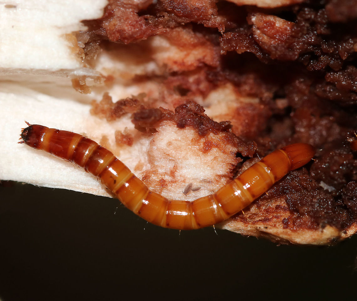 Wireworm - Click Beetle Larva (Elateridae) I found this cutie in the base of an Amanita mushroom.<br />
<br />
Habitat: Deciduous forest Geotagged,Summer,United States,beetle larva,click beetle larva,elateridae,larva,wireworm