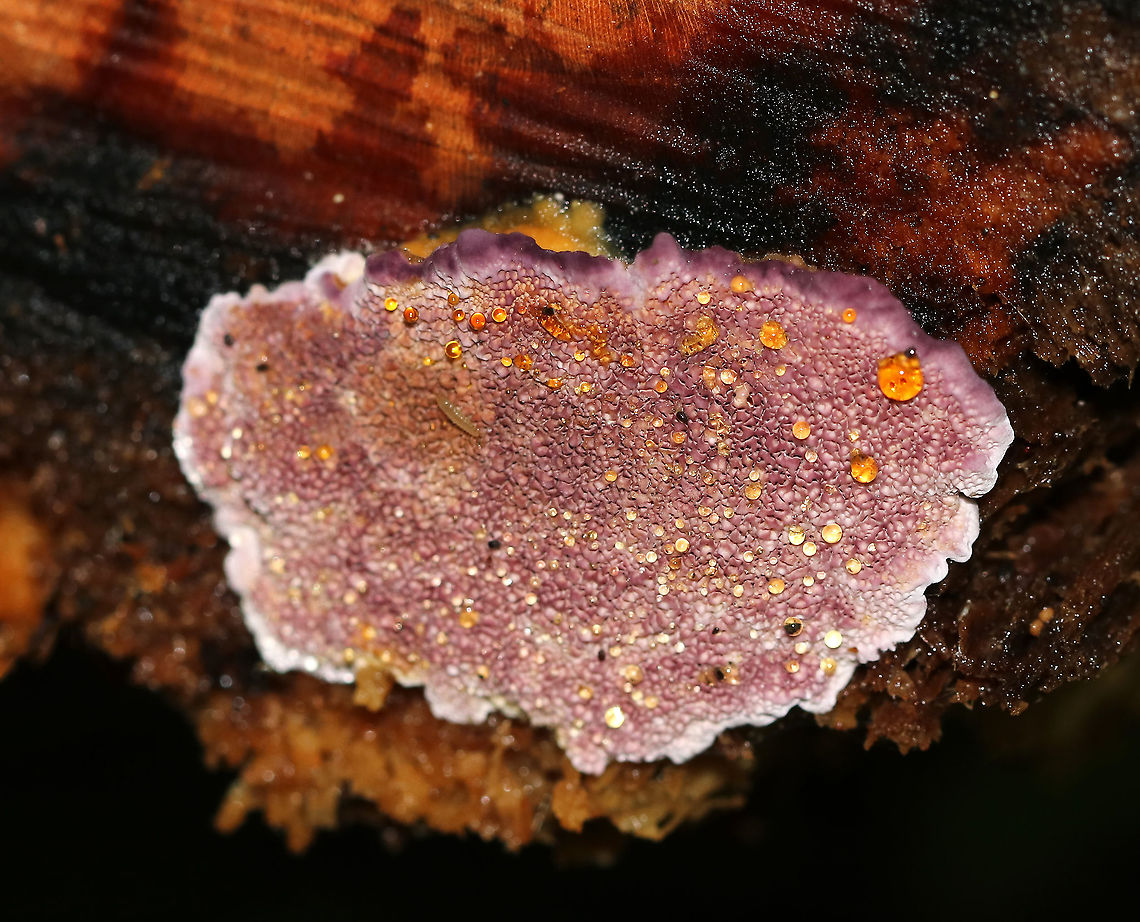 Violet-toothed Polypore - Trichaptum biforme The colors on this fungus were so pretty!<br />
<br />
This species is an aggressive saprotrophic fungus hat recycles decaying hardwoods. It&#039;s very common in the northeast.<br />
<br />
Habitat: Rotting hardwood Geotagged,Summer,Trichaptum biforme,United States,polypore,trichaptum,violet-toothed polypore