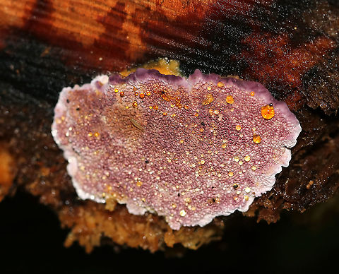 Violet-toothed Polypore - Trichaptum biforme The colors on this fungus were so pretty!

This species is an aggressive saprotrophic fungus hat recycles decaying hardwoods. It's very common in the northeast.

Habitat: Rotting hardwood Geotagged,Summer,Trichaptum biforme,United States,polypore,trichaptum,violet-toothed polypore