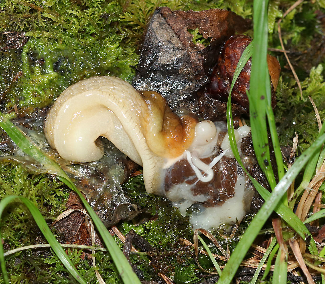 Slug Guts with Parasitic Roundworm *Update, this is probably slug guts with the scenario being that an animal got interrupted while trying to eat it. AND, the cool part is that it looks to have been infected with a roundworm! Eww.<br />
<br />
I'm sure if the slug is eating the guts, or if the guts belong to the slug. I think the slug is probably eating the guts because slugs are generalists, and it doesn't look like all those guts could have fit inside that slug. But, who knows. It sure was gross though, and I was too squeamish to poke at it to determine what was what.<br />
<br />
Habitat: pondside in a deciduous forest Geotagged,Summer,United States,slug