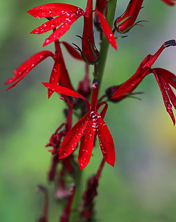 Cardinal Flower - Lobelia cardinalis Habitat: Mixed forest Geotagged,Lobelia cardinalis,Summer,United States,cardinal flower,lobelia