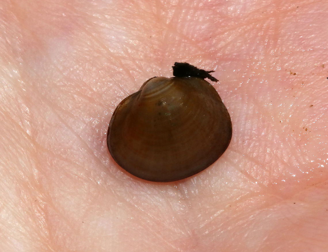 Freshwater Clam Bivalves have growth lines, similar to tree rings. Narrow, thick lines represent times of food scarcity.<br />
<br />
Habitat: Freshwater pond<br />
<figure class="photo"><a href="https://www.jungledragon.com/image/87928/freshwater_clam.html" title="Freshwater Clam"><img src="https://s3.amazonaws.com/media.jungledragon.com/images/3232/87928_thumb.jpg?AWSAccessKeyId=05GMT0V3GWVNE7GGM1R2&Expires=1770854410&Signature=kENpqv0nLqZ2G1FamUutyMmLlEw%3D" width="200" height="136" alt="Freshwater Clam Bivalves have growth lines, similar to tree rings. Narrow, thick lines represent times of food scarcity.<br />
<br />
Habitat: Freshwater pond<br />
https://www.jungledragon.com/image/87922/freshwater_clam.html Geotagged,Summer,United States,bivalve,clam,freshwater clam" /></a></figure><br />
 Geotagged,Summer,United States,bivalve,clam,freshwater clam