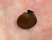 Freshwater Clam Bivalves have growth lines, similar to tree rings. Narrow, thick lines represent times of food scarcity.<br />
<br />
Habitat: Freshwater pond<br />
https://www.jungledragon.com/image/87928/freshwater_clam.html<br />
 Geotagged,Summer,United States,bivalve,clam,freshwater clam