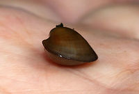 Freshwater Clam Bivalves have growth lines, similar to tree rings. Narrow, thick lines represent times of food scarcity.<br />
<br />
Habitat: Freshwater pond<br />
https://www.jungledragon.com/image/87922/freshwater_clam.html Geotagged,Summer,United States,bivalve,clam,freshwater clam