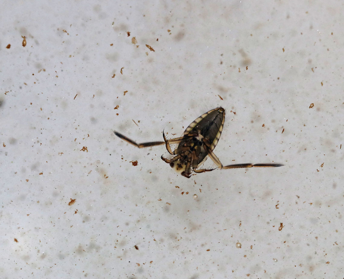 Backswimmer - Family Notonectidae These bugs swim upside-down, hence their common name. They can dive underwater by trapping air in their abdominal pockets. Thanks to this feature, they can remain submerged for up to 6 hours!<br />
<br />
Habitat: Pond<br />
<br />
*collected for observation and released unharmed* Geotagged,Summer,United States,backswimmer,notonectidae,water bee,water wasp