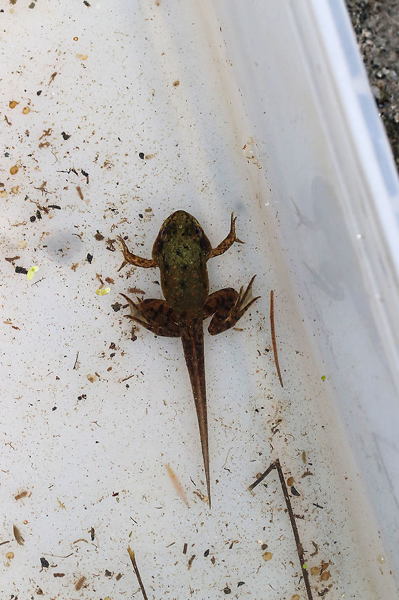 Froglet - Lithobates sp. I wanted to include this zoomed out shot because if you zoom in and look around, you will see lots of little critters swimming around in this water!<br />
<br />
I think this is a green froglet (Lithobates clamitans), but am not sure.<br />
<br />
Habitat: Pond<br />
<br />
*collected for observation and then released unharmed*<br />
<figure class="photo"><a href="https://www.jungledragon.com/image/87939/froglet_-_lithobates_sp.html" title="Froglet - Lithobates sp."><img src="https://s3.amazonaws.com/media.jungledragon.com/images/3232/87939_thumb.jpg?AWSAccessKeyId=05GMT0V3GWVNE7GGM1R2&Expires=1770854410&Signature=uevC68jl%2FWgddprKNbyGvQUhovc%3D" width="120" height="152" alt="Froglet - Lithobates sp. I think this is a green froglet (Lithobates clamitans), but am not sure.<br />
<br />
Habitat: Pond<br />
<br />
*collected for observation and then released unharmed*<br />
https://www.jungledragon.com/image/87938/froglet_-_lithobates_sp.html Geotagged,Summer,United States,frog,froglet,lithobates,tadpole" /></a></figure> Geotagged,Summer,United States,frog,froglet,lithobates,tadpole