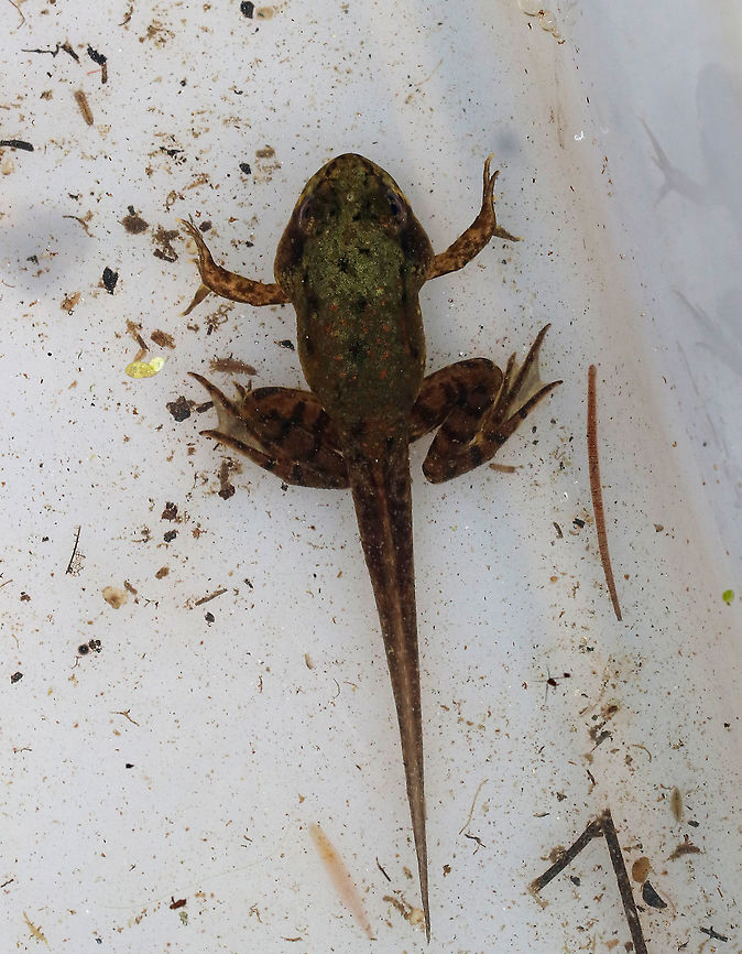 Froglet - Lithobates sp. I think this is a green froglet (Lithobates clamitans), but am not sure.<br />
<br />
Habitat: Pond<br />
<br />
*collected for observation and then released unharmed*<br />
<figure class="photo"><a href="https://www.jungledragon.com/image/87938/froglet_-_lithobates_sp.html" title="Froglet - Lithobates sp."><img src="https://s3.amazonaws.com/media.jungledragon.com/images/3232/87938_thumb.jpg?AWSAccessKeyId=05GMT0V3GWVNE7GGM1R2&Expires=1770854410&Signature=bCx67g2ikubR54bIuA%2BgoZ6EY%2Bw%3D" width="102" height="152" alt="Froglet - Lithobates sp. I wanted to include this zoomed out shot because if you zoom in and look around, you will see lots of little critters swimming around in this water!<br />
<br />
I think this is a green froglet (Lithobates clamitans), but am not sure.<br />
<br />
Habitat: Pond<br />
<br />
*collected for observation and then released unharmed*<br />
https://www.jungledragon.com/image/87939/froglet_-_lithobates_sp.html Geotagged,Summer,United States,frog,froglet,lithobates,tadpole" /></a></figure> Geotagged,Summer,United States,frog,froglet,lithobates,tadpole