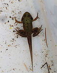 Froglet - Lithobates sp. I think this is a green froglet (Lithobates clamitans), but am not sure.<br />
<br />
Habitat: Pond<br />
<br />
*collected for observation and then released unharmed*<br />
https://www.jungledragon.com/image/87938/froglet_-_lithobates_sp.html Geotagged,Summer,United States,frog,froglet,lithobates,tadpole