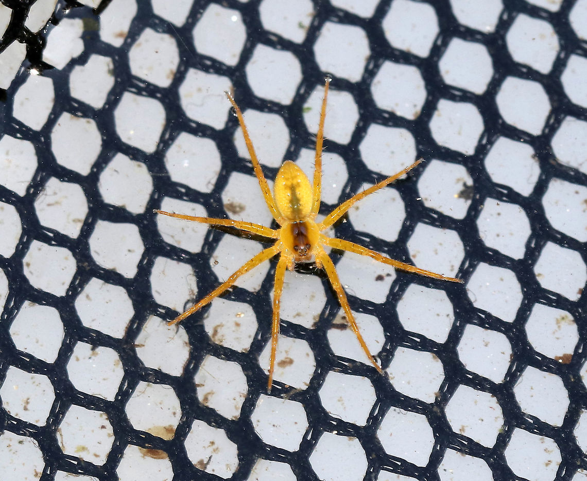 Fishing Spider - Dolomedes sp.? Maybe a juvenile?<br />
<br />
Habitat: Among the reeds on the edge of a pond<br />
<br />
*Collected for observation and released unharmed* Geotagged,Summer,United States,dolomedes,fishing spider,spider,yellow spider