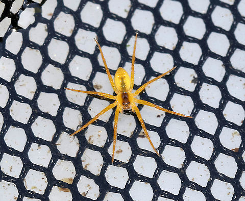 Fishing Spider - Dolomedes sp.? Maybe a juvenile?

Habitat: Among the reeds on the edge of a pond

*Collected for observation and released unharmed* Geotagged,Summer,United States,dolomedes,fishing spider,spider,yellow spider