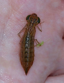 Darner Dragonfly Nymph - Family Aeshnidae Long body, flat lower lip, similar antennal segments, and well-developed eyesight. Aeshnid larvae actively stalk prey, unlike other dragonfly larvae.

Habitat: Pond

*Captured for observation and released unharmed*
https://www.jungledragon.com/image/87949/darner_dragonfly_nymph_-_family_aeshnidae.html
https://www.jungledragon.com/image/87948/darner_dragonfly_nymph_-_family_aeshnidae.html Aeshnidae,Anisoptera,Geotagged,Summer,United States,darner,darner nymph,dragonfly,dragonfly nymph,larva,nymph,odonata