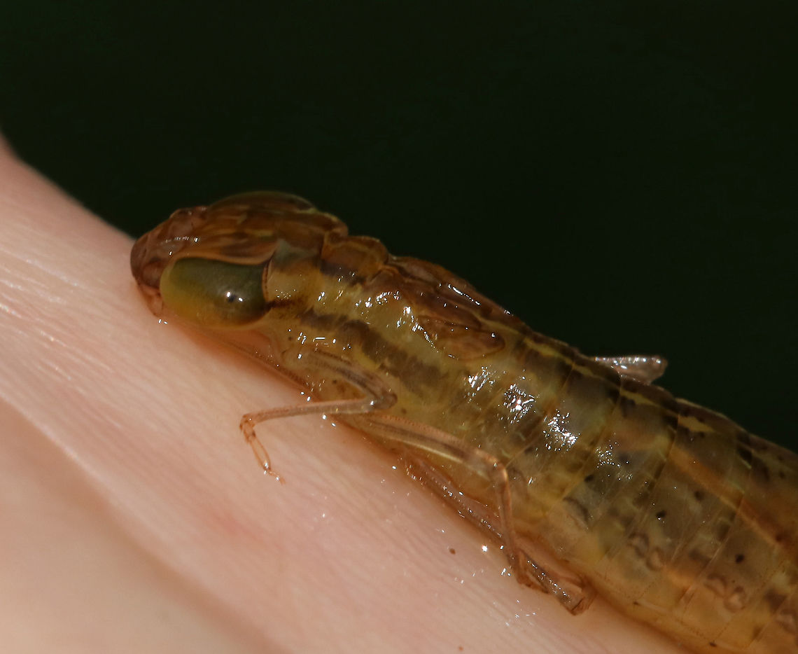 Darner Dragonfly Nymph - Family Aeshnidae Long body, flat lower lip, similar antennal segments, and well-developed eyesight. Aeshnid larvae actively stalk prey, unlike other dragonfly larvae.<br />
<br />
Habitat: Pond<br />
<br />
*Captured for observation and released unharmed*<br />
<figure class="photo"><a href="https://www.jungledragon.com/image/87947/darner_dragonfly_nymph_-_family_aeshnidae.html" title="Darner Dragonfly Nymph - Family Aeshnidae"><img src="https://s3.amazonaws.com/media.jungledragon.com/images/3232/87947_thumb.jpg?AWSAccessKeyId=05GMT0V3GWVNE7GGM1R2&Expires=1759968010&Signature=T0Fb5x9erDjG9oA8TMttjIwuiFE%3D" width="118" height="152" alt="Darner Dragonfly Nymph - Family Aeshnidae Long body, flat lower lip, similar antennal segments, and well-developed eyesight. Aeshnid larvae actively stalk prey, unlike other dragonfly larvae.<br />
<br />
Habitat: Pond<br />
<br />
*Captured for observation and released unharmed*<br />
https://www.jungledragon.com/image/87949/darner_dragonfly_nymph_-_family_aeshnidae.html<br />
https://www.jungledragon.com/image/87948/darner_dragonfly_nymph_-_family_aeshnidae.html Aeshnidae,Anisoptera,Geotagged,Summer,United States,darner,darner nymph,dragonfly,dragonfly nymph,larva,nymph,odonata" /></a></figure><br />
<figure class="photo"><a href="https://www.jungledragon.com/image/87949/darner_dragonfly_nymph_-_family_aeshnidae.html" title="Darner Dragonfly Nymph - Family Aeshnidae"><img src="https://s3.amazonaws.com/media.jungledragon.com/images/3232/87949_thumb.jpg?AWSAccessKeyId=05GMT0V3GWVNE7GGM1R2&Expires=1759968010&Signature=PXYBNQcYjVDhZc75IYG6P27o%2FJ8%3D" width="200" height="142" alt="Darner Dragonfly Nymph - Family Aeshnidae Long body, flat lower lip, similar antennal segments, and well-developed eyesight. Aeshnid larvae actively stalk prey, unlike other dragonfly larvae.<br />
<br />
Habitat: Pond<br />
<br />
*Captured for observation and released unharmed*<br />
https://www.jungledragon.com/image/87947/darner_dragonfly_nymph_-_family_aeshnidae.html<br />
https://www.jungledragon.com/image/87948/darner_dragonfly_nymph_-_family_aeshnidae.html Geotagged,Summer,United States" /></a></figure> Geotagged,Summer,United States