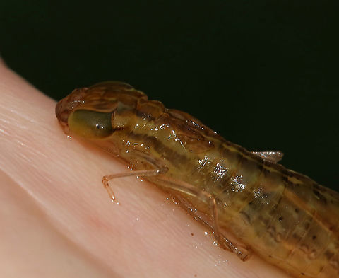 Darner Dragonfly Nymph - Family Aeshnidae Long body, flat lower lip, similar antennal segments, and well-developed eyesight. Aeshnid larvae actively stalk prey, unlike other dragonfly larvae.

Habitat: Pond

*Captured for observation and released unharmed*
https://www.jungledragon.com/image/87947/darner_dragonfly_nymph_-_family_aeshnidae.html
https://www.jungledragon.com/image/87949/darner_dragonfly_nymph_-_family_aeshnidae.html Geotagged,Summer,United States