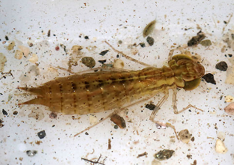 Darner Dragonfly Nymph - Family Aeshnidae Long body, flat lower lip, similar antennal segments, and well-developed eyesight. Aeshnid larvae actively stalk prey, unlike other dragonfly larvae.

Habitat: Pond

*Captured for observation and released unharmed*
https://www.jungledragon.com/image/87947/darner_dragonfly_nymph_-_family_aeshnidae.html
https://www.jungledragon.com/image/87948/darner_dragonfly_nymph_-_family_aeshnidae.html Geotagged,Summer,United States