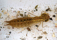 Darner Dragonfly Nymph - Family Aeshnidae Long body, flat lower lip, similar antennal segments, and well-developed eyesight. Aeshnid larvae actively stalk prey, unlike other dragonfly larvae.<br />
<br />
Habitat: Pond<br />
<br />
*Captured for observation and released unharmed*<br />
https://www.jungledragon.com/image/87947/darner_dragonfly_nymph_-_family_aeshnidae.html<br />
https://www.jungledragon.com/image/87948/darner_dragonfly_nymph_-_family_aeshnidae.html Geotagged,Summer,United States