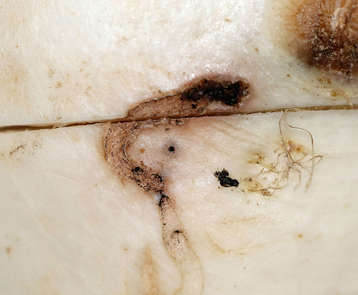 Rhizoglyphus echinopus damage to Turnip Bulb mites, such as Rhizoglyphus echinopus, cause damage to plants and vegetables. They concentrate on plants that are damaged or starting to decay. And, once infested with bulb mites, the bulb/vegetable may rot, be off-color, stunted, or distorted.<br />
<br />
Habitat: Turnip (Brassica rapa subsp. rapa). I bought this turnip from the grocery store.  I was excited to see the damage to it and hoped the critter(s) were still inside. And, they were!<br />
<figure class="photo"><a href="https://www.jungledragon.com/image/88000/bulb_mite_-_rhizoglyphus_echinopus.html" title="Bulb Mite - Rhizoglyphus echinopus"><img src="https://s3.amazonaws.com/media.jungledragon.com/images/3232/88000_thumb.jpg?AWSAccessKeyId=05GMT0V3GWVNE7GGM1R2&Expires=1763596810&Signature=sMq24tm50Uh0ZLqQ3MpOVrUg8aE%3D" width="200" height="150" alt="Bulb Mite - Rhizoglyphus echinopus Rhizoglyphus mites are supposedly quite large when compared to other mites, as in they are about 1/30 in. The mite in this photo was less than a mm long and merely looked like a tiny, white speck. I was only able to extract it from the turnip because I did so under the microscope and with very fine, scientific forceps. It looked like a whitish, translucent blob with reddish legs. In fact, I first mistook it for an egg...until it started to move.<br />
<br />
I'm not sure which life stage this particular mite is in. Rhizoglyphus mites undergo 5-6 stages. <br />
<br />
Bulb mites, such as Rhizoglyphus echinopus, cause damage to plants and vegetables. They concentrate on plants that are damaged or starting to decay. And, once infested with bulb mites, the bulb/vegetable may rot, be off-color, stunted, or distorted.<br />
<br />
Habitat: Turnip (Brassica rapa subsp. rapa). I bought this turnip from the grocery store. I was excited to see the damage to it and hoped the critter(s) were still inside. And, they were!<br />
<br />
*I kept the mites/turnip so that I can try to get better shots, if possible. I'll also be seeking confirmation of my ID, although I'm confident that it is at least Rhizoglyphus sp., but very likely Rhizoglyphus echinopus according to the key that I used.<br />
https://www.jungledragon.com/image/87998/rhizoglyphus_echinopus_damage_to_turnip.html<br />
https://www.jungledragon.com/image/87999/rhizoglyphus_echinopus_damage_to_turnip_-_cross-section.html Fall,Geotagged,Rhizoglyphus,Rhizoglyphus echinopus,United States,bulb mite,mite" /></a></figure><br />
<figure class="photo"><a href="https://www.jungledragon.com/image/87999/rhizoglyphus_echinopus_damage_to_turnip_-_cross-section.html" title="Rhizoglyphus echinopus Damage to Turnip - Cross-section"><img src="https://s3.amazonaws.com/media.jungledragon.com/images/3232/87999_thumb.jpg?AWSAccessKeyId=05GMT0V3GWVNE7GGM1R2&Expires=1763596810&Signature=rmsrSUM2LHeCdFhUlWvguwPhw%2Bs%3D" width="200" height="140" alt="Rhizoglyphus echinopus Damage to Turnip - Cross-section Bulb mites, such as Rhizoglyphus echinopus, cause damage to plants and vegetables. They concentrate on plants that are damaged or starting to decay. And, once infested with bulb mites, the bulb/vegetable may rot, be off-color, stunted, or distorted.<br />
<br />
Habitat: Turnip (Brassica rapa subsp. rapa). I bought this turnip from the grocery store. I was excited to see the damage to it and hoped the critter(s) were still inside. And, they were!<br />
https://www.jungledragon.com/image/87998/rhizoglyphus_echinopus_damage_to_turnip.html<br />
https://www.jungledragon.com/image/88000/bulb_mite_-_rhizoglyphus_echinopus.html Fall,Geotagged,Rhizoglyphus,United States,mite,turnip" /></a></figure> Brassica rapa subsp. rapa,Fall,Geotagged,Rhizoglyphus,Rhizoglyphus echinopus,United States,mite,pests,turnip,turnip pest