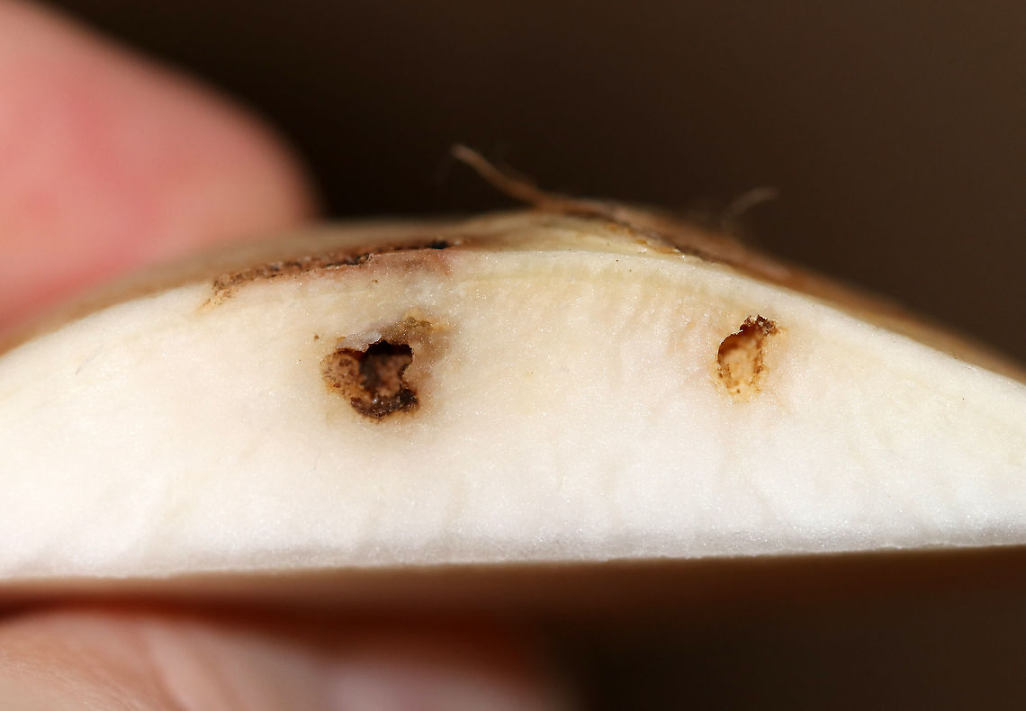 Rhizoglyphus echinopus Damage to Turnip - Cross-section Bulb mites, such as Rhizoglyphus echinopus, cause damage to plants and vegetables. They concentrate on plants that are damaged or starting to decay. And, once infested with bulb mites, the bulb/vegetable may rot, be off-color, stunted, or distorted.<br />
<br />
Habitat: Turnip (Brassica rapa subsp. rapa). I bought this turnip from the grocery store. I was excited to see the damage to it and hoped the critter(s) were still inside. And, they were!<br />
<figure class="photo"><a href="https://www.jungledragon.com/image/87998/rhizoglyphus_echinopus_damage_to_turnip.html" title="Rhizoglyphus echinopus damage to Turnip"><img src="https://s3.amazonaws.com/media.jungledragon.com/images/3232/87998_thumb.jpg?AWSAccessKeyId=05GMT0V3GWVNE7GGM1R2&Expires=1759968010&Signature=ZZNgwO05MisZTzifLWip3VpyXso%3D" width="200" height="166" alt="Rhizoglyphus echinopus damage to Turnip Bulb mites, such as Rhizoglyphus echinopus, cause damage to plants and vegetables. They concentrate on plants that are damaged or starting to decay. And, once infested with bulb mites, the bulb/vegetable may rot, be off-color, stunted, or distorted.<br />
<br />
Habitat: Turnip (Brassica rapa subsp. rapa). I bought this turnip from the grocery store. I was excited to see the damage to it and hoped the critter(s) were still inside. And, they were!<br />
https://www.jungledragon.com/image/88000/bulb_mite_-_rhizoglyphus_echinopus.html<br />
https://www.jungledragon.com/image/87999/rhizoglyphus_echinopus_damage_to_turnip_-_cross-section.html Brassica rapa subsp. rapa,Fall,Geotagged,Rhizoglyphus,Rhizoglyphus echinopus,United States,mite,pests,turnip,turnip pest" /></a></figure><br />
<figure class="photo"><a href="https://www.jungledragon.com/image/88000/bulb_mite_-_rhizoglyphus_echinopus.html" title="Bulb Mite - Rhizoglyphus echinopus"><img src="https://s3.amazonaws.com/media.jungledragon.com/images/3232/88000_thumb.jpg?AWSAccessKeyId=05GMT0V3GWVNE7GGM1R2&Expires=1759968010&Signature=mhzasQrFHo6Px%2FjsrfCji1wbMN8%3D" width="200" height="150" alt="Bulb Mite - Rhizoglyphus echinopus Rhizoglyphus mites are supposedly quite large when compared to other mites, as in they are about 1/30 in. The mite in this photo was less than a mm long and merely looked like a tiny, white speck. I was only able to extract it from the turnip because I did so under the microscope and with very fine, scientific forceps. It looked like a whitish, translucent blob with reddish legs. In fact, I first mistook it for an egg...until it started to move.<br />
<br />
I'm not sure which life stage this particular mite is in. Rhizoglyphus mites undergo 5-6 stages. <br />
<br />
Bulb mites, such as Rhizoglyphus echinopus, cause damage to plants and vegetables. They concentrate on plants that are damaged or starting to decay. And, once infested with bulb mites, the bulb/vegetable may rot, be off-color, stunted, or distorted.<br />
<br />
Habitat: Turnip (Brassica rapa subsp. rapa). I bought this turnip from the grocery store. I was excited to see the damage to it and hoped the critter(s) were still inside. And, they were!<br />
<br />
*I kept the mites/turnip so that I can try to get better shots, if possible. I'll also be seeking confirmation of my ID, although I'm confident that it is at least Rhizoglyphus sp., but very likely Rhizoglyphus echinopus according to the key that I used.<br />
https://www.jungledragon.com/image/87998/rhizoglyphus_echinopus_damage_to_turnip.html<br />
https://www.jungledragon.com/image/87999/rhizoglyphus_echinopus_damage_to_turnip_-_cross-section.html Fall,Geotagged,Rhizoglyphus,Rhizoglyphus echinopus,United States,bulb mite,mite" /></a></figure> Fall,Geotagged,Rhizoglyphus,United States,mite,turnip