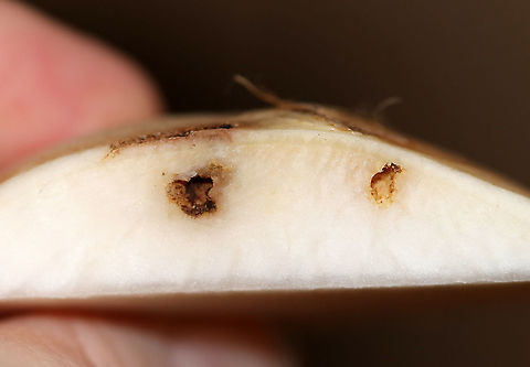 Rhizoglyphus echinopus Damage to Turnip - Cross-section Bulb mites, such as Rhizoglyphus echinopus, cause damage to plants and vegetables. They concentrate on plants that are damaged or starting to decay. And, once infested with bulb mites, the bulb/vegetable may rot, be off-color, stunted, or distorted.

Habitat: Turnip (Brassica rapa subsp. rapa). I bought this turnip from the grocery store. I was excited to see the damage to it and hoped the critter(s) were still inside. And, they were!
https://www.jungledragon.com/image/87998/rhizoglyphus_echinopus_damage_to_turnip.html
https://www.jungledragon.com/image/88000/bulb_mite_-_rhizoglyphus_echinopus.html Fall,Geotagged,Rhizoglyphus,United States,mite,turnip