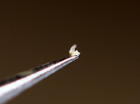 Bulb Mite - Rhizoglyphus echinopus Rhizoglyphus mites are supposedly quite large when compared to other mites, as in they are about 1/30 in. The mite in this photo was less than a mm long and merely looked like a tiny, white speck. I was only able to extract it from the turnip because I did so under the microscope and with very fine, scientific forceps. It looked like a whitish, translucent blob with reddish legs. In fact, I first mistook it for an egg...until it started to move.

I'm not sure which life stage this particular mite is in. Rhizoglyphus mites undergo 5-6 stages. 

Bulb mites, such as Rhizoglyphus echinopus, cause damage to plants and vegetables. They concentrate on plants that are damaged or starting to decay. And, once infested with bulb mites, the bulb/vegetable may rot, be off-color, stunted, or distorted.

Habitat: Turnip (Brassica rapa subsp. rapa). I bought this turnip from the grocery store. I was excited to see the damage to it and hoped the critter(s) were still inside. And, they were!

*I kept the mites/turnip so that I can try to get better shots, if possible. I'll also be seeking confirmation of my ID, although I'm confident that it is at least Rhizoglyphus sp., but very likely Rhizoglyphus echinopus according to the key that I used.
https://www.jungledragon.com/image/87998/rhizoglyphus_echinopus_damage_to_turnip.html
https://www.jungledragon.com/image/87999/rhizoglyphus_echinopus_damage_to_turnip_-_cross-section.html Fall,Geotagged,Rhizoglyphus,Rhizoglyphus echinopus,United States,bulb mite,mite