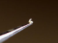 Bulb Mite - Rhizoglyphus echinopus Rhizoglyphus mites are supposedly quite large when compared to other mites, as in they are about 1/30 in. The mite in this photo was less than a mm long and merely looked like a tiny, white speck. I was only able to extract it from the turnip because I did so under the microscope and with very fine, scientific forceps. It looked like a whitish, translucent blob with reddish legs. In fact, I first mistook it for an egg...until it started to move.<br />
<br />
I'm not sure which life stage this particular mite is in. Rhizoglyphus mites undergo 5-6 stages. <br />
<br />
Bulb mites, such as Rhizoglyphus echinopus, cause damage to plants and vegetables. They concentrate on plants that are damaged or starting to decay. And, once infested with bulb mites, the bulb/vegetable may rot, be off-color, stunted, or distorted.<br />
<br />
Habitat: Turnip (Brassica rapa subsp. rapa). I bought this turnip from the grocery store. I was excited to see the damage to it and hoped the critter(s) were still inside. And, they were!<br />
<br />
*I kept the mites/turnip so that I can try to get better shots, if possible. I'll also be seeking confirmation of my ID, although I'm confident that it is at least Rhizoglyphus sp., but very likely Rhizoglyphus echinopus according to the key that I used.<br />
https://www.jungledragon.com/image/87998/rhizoglyphus_echinopus_damage_to_turnip.html<br />
https://www.jungledragon.com/image/87999/rhizoglyphus_echinopus_damage_to_turnip_-_cross-section.html Fall,Geotagged,Rhizoglyphus,Rhizoglyphus echinopus,United States,bulb mite,mite