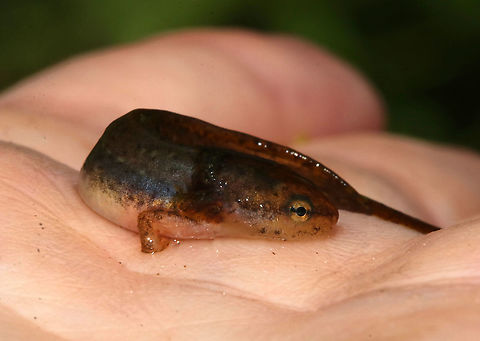 Salamander Larva - Notophthalmus viridescens Habitat: Pond Eastern newt,Geotagged,Notophthalmus viridescens,Summer,United States,dusky salamander,salamander