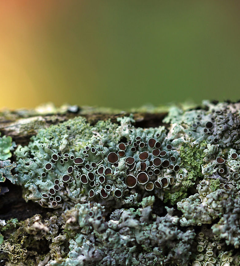 Lichen - Physcia pumilior <br />
Thallus was pale greenish and the apothecia were brown.<br />
<br />
Habitat: Growing on wood in a deciduous forest Geotagged,Physcia pumilior,Summer,United States,lichen,physcia