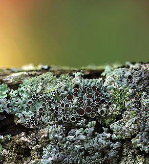 Lichen - Physcia pumilior 
Thallus was pale greenish and the apothecia were brown.

Habitat: Growing on wood in a deciduous forest Geotagged,Physcia pumilior,Summer,United States,lichen,physcia