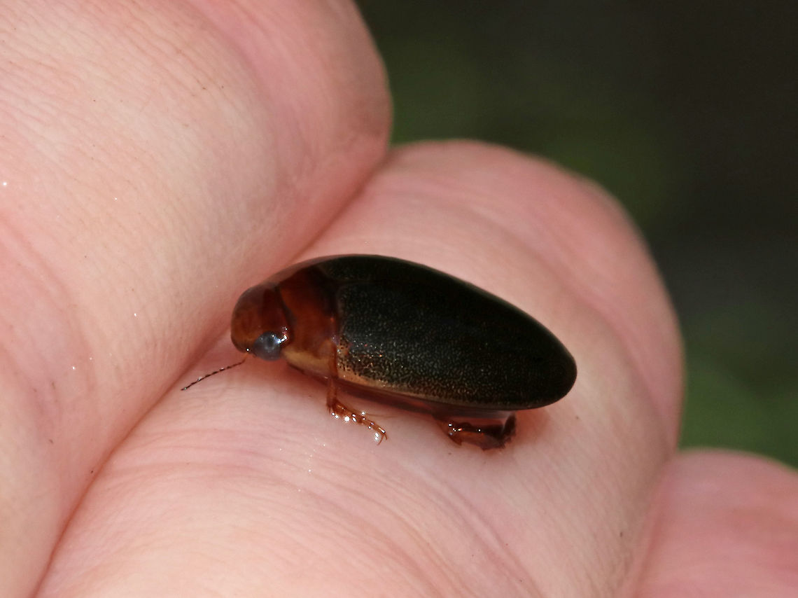 Predaceous Diving Beetle - Graphoderus liberus TL: ~11 mm. Widely oval; head and pronotum reddish brown; elytra with dense speckles; underside and appendages reddish<br />
<br />
Habitat: Pond<br />
<figure class="photo"><a href="https://www.jungledragon.com/image/88012/predaceous_diving_beetle_-_graphoderus_liberus.html" title="Predaceous Diving Beetle - Graphoderus liberus"><img src="https://s3.amazonaws.com/media.jungledragon.com/images/3232/88012_thumb.jpg?AWSAccessKeyId=05GMT0V3GWVNE7GGM1R2&Expires=1759968010&Signature=QCZMEkitvYQHDP54k3mTyWOFPN0%3D" width="200" height="176" alt="Predaceous Diving Beetle - Graphoderus liberus TL: ~11 mm. Widely oval; head and pronotum reddish brown; elytra with dense speckles; underside and appendages reddish<br />
<br />
Habitat: Pond<br />
https://www.jungledragon.com/image/88011/predaceous_diving_beetle_-_graphoderus_liberus.html Geotagged,Graphoderus liberus,Predaceous Diving Beetle,Summer,United States,beetle" /></a></figure> Geotagged,Graphoderus,Graphoderus liberus,Predaceous Diving Beetle,Summer,United States,beetle