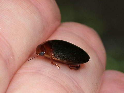 Predaceous Diving Beetle - Graphoderus liberus TL: ~11 mm. Widely oval; head and pronotum reddish brown; elytra with dense speckles; underside and appendages reddish

Habitat: Pond
https://www.jungledragon.com/image/88012/predaceous_diving_beetle_-_graphoderus_liberus.html Geotagged,Graphoderus,Graphoderus liberus,Predaceous Diving Beetle,Summer,United States,beetle