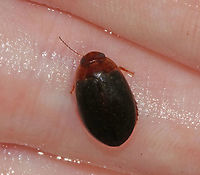 Predaceous Diving Beetle - Graphoderus liberus TL: ~11 mm. Widely oval; head and pronotum reddish brown; elytra with dense speckles; underside and appendages reddish<br />
<br />
Habitat: Pond<br />
https://www.jungledragon.com/image/88011/predaceous_diving_beetle_-_graphoderus_liberus.html Geotagged,Graphoderus liberus,Predaceous Diving Beetle,Summer,United States,beetle