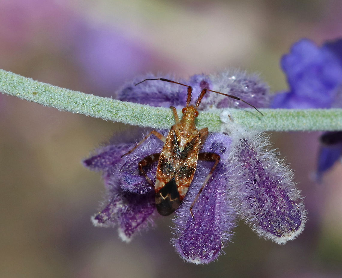 Clouded Plant Bug - Neurocolpus nubilus Habitat: On Russian sage in a rural garden Clouded Plant Bug,Geotagged,Neurocolpus,Neurocolpus nubilus,Summer,United States,plant bug