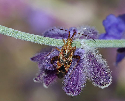 Clouded Plant Bug - Neurocolpus nubilus Habitat: On Russian sage in a rural garden Clouded Plant Bug,Geotagged,Neurocolpus,Neurocolpus nubilus,Summer,United States,plant bug
