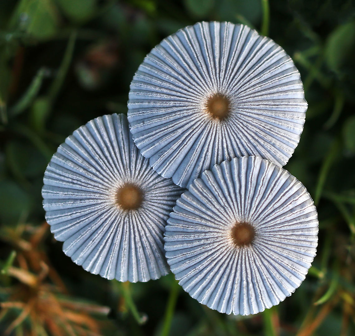 Pleated Inkcap - Parasola plicatilis Cap: Flat; deeply grooved nearly to center; gray, except for brown central spot<br />
Gills: Free; close; dark gray<br />
Stem: No more than 2 mm thick;very fragile; white; hollow; no ring<br />
Spores: fat and angular<br />
Spore print: black<br />
Habitat: Growing in grass beside a pond; full sun Geotagged,Parasola plicatilis,Pleated Inkcap,Summer,United States,fungus,mushroom,mushrooms,parasola