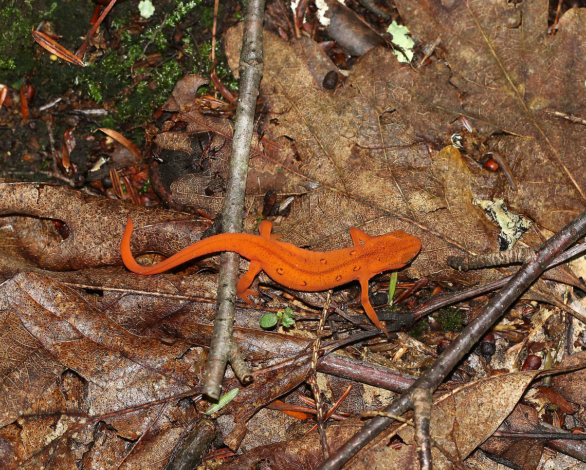Eastern Newt (Red Eft) - Notophthalmus viridescens These salamanders definitely don&#039;t blend in.<br />
<br />
Habitat: mixed forest<br />
<figure class="photo"><a href="https://www.jungledragon.com/image/88016/eastern_newt_red_eft_-_notophthalmus_viridescens.html" title="Eastern Newt (Red Eft) - Notophthalmus viridescens"><img src="https://s3.amazonaws.com/media.jungledragon.com/images/3232/88016_thumb.jpg?AWSAccessKeyId=05GMT0V3GWVNE7GGM1R2&Expires=1759968010&Signature=lr6zBnG%2B661UoA4pFaU9RWfemNk%3D" width="200" height="142" alt="Eastern Newt (Red Eft) - Notophthalmus viridescens These salamanders definitely don&#039;t blend in.<br />
<br />
Habitat: mixed forest<br />
https://www.jungledragon.com/image/88015/eastern_newt_red_eft_-_notophthalmus_viridescens.html Eastern newt,Geotagged,Notophthalmus viridescens,Summer,United States" /></a></figure> Eastern newt,Geotagged,Notophthalmus,Notophthalmus viridescens,Summer,United States,red eft