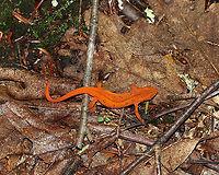 Eastern Newt (Red Eft) - Notophthalmus viridescens These salamanders definitely don't blend in.<br />
<br />
Habitat: mixed forest<br />
https://www.jungledragon.com/image/88016/eastern_newt_red_eft_-_notophthalmus_viridescens.html Eastern newt,Geotagged,Notophthalmus,Notophthalmus viridescens,Summer,United States,red eft