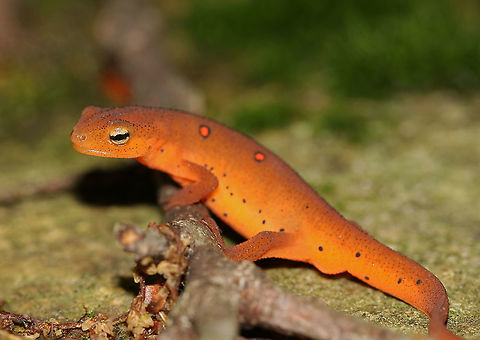 Eastern Newt (Red Eft) - Notophthalmus viridescens These salamanders definitely don't blend in.

Habitat: mixed forest
https://www.jungledragon.com/image/88015/eastern_newt_red_eft_-_notophthalmus_viridescens.html Eastern newt,Geotagged,Notophthalmus viridescens,Summer,United States