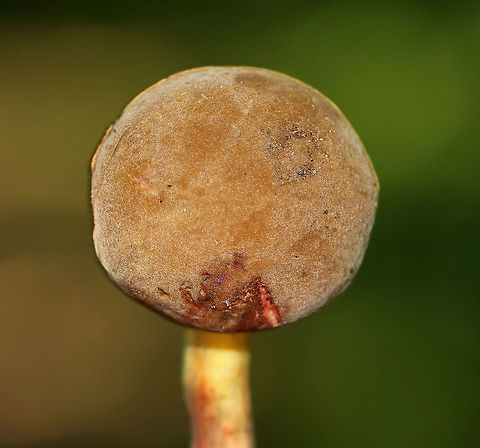 Xerocomellus chrysenteron Cap: Felty, brown
Pores: Yellow; bruised blue rapidly when pressed
Stipe: Yellow near apex, red near base; bruised blue when handled
Habitat: Growing on the ground, under oak, in a mixed forest
https://www.jungledragon.com/image/88024/xerocomellus_chrysenteron.html
https://www.jungledragon.com/image/88023/xerocomellus_chrysenteron.html
https://www.jungledragon.com/image/88022/xerocomellus_chrysenteron.html
https://www.jungledragon.com/image/88021/xerocomellus_chrysenteron.html Geotagged,Summer,United States,Xerocomellus,Xerocomellus chrysenteron,bolete